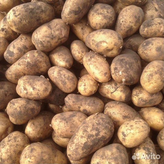Картофель крупный
