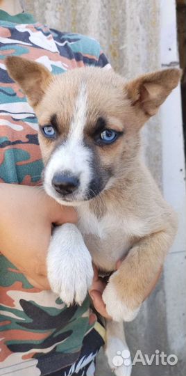 Продаю щенков