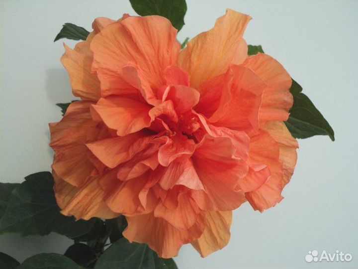 Гибискус китайская роза лалуна