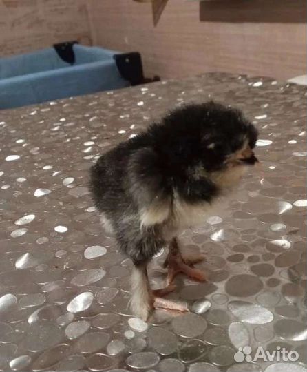 Цыплята суточные и подрощенные