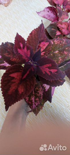 Колеус вегетативный