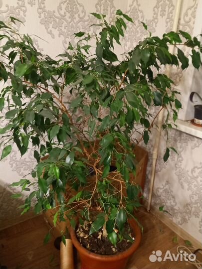 Бенджамина фикус сансевиерия тёщин язык