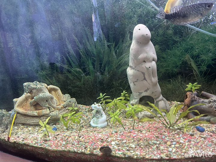 Аквариум 100л