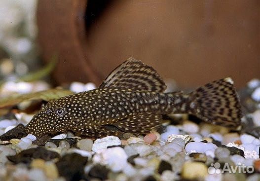 Анцитрус вуалевый