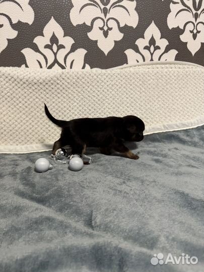 Птибрабансон