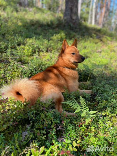 Вязка Карело-финская лайка 2 года, кобель