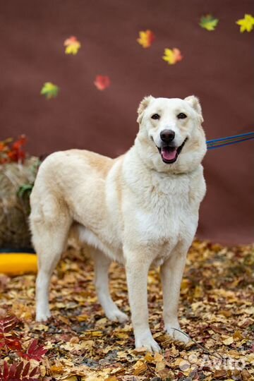 Собака Наоми