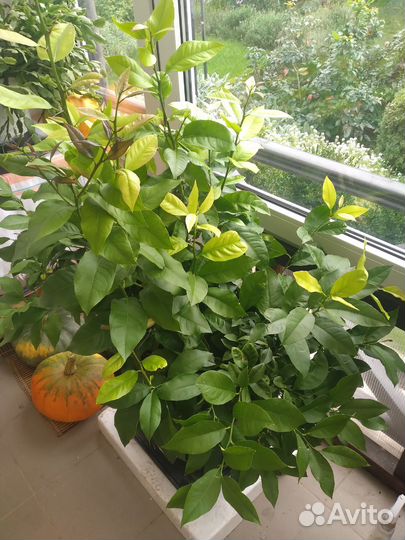 Лимонное дерево