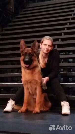 Дрессировка собак