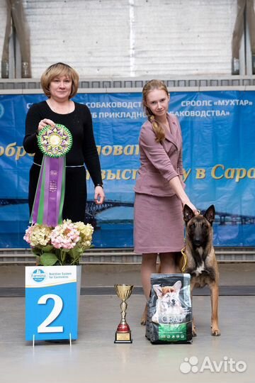 Дрессировка собак, кинолог