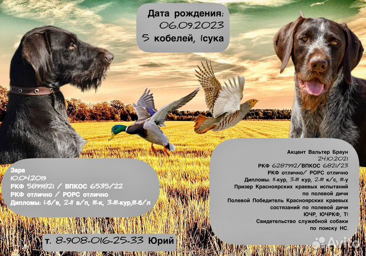 Щенки дратхаара