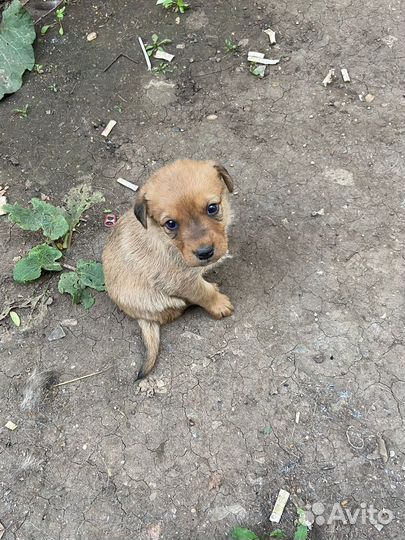 Маленькие щенки в добрые рук