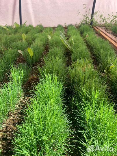 Сеянцы Яблони Недзвецкого саженцы Декоратив