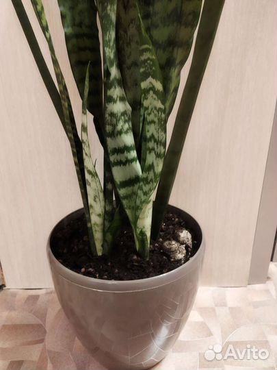 Крупная Сансивиерия-хороший очиститель воздуха