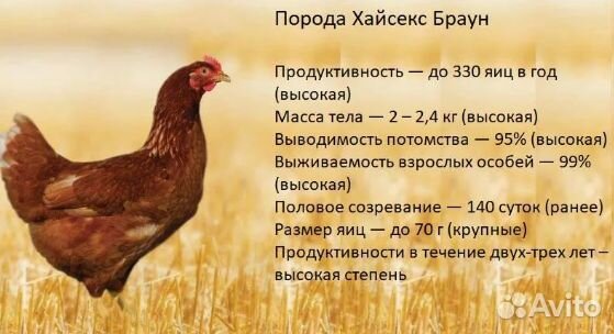 Куры молодки 5 месяцев