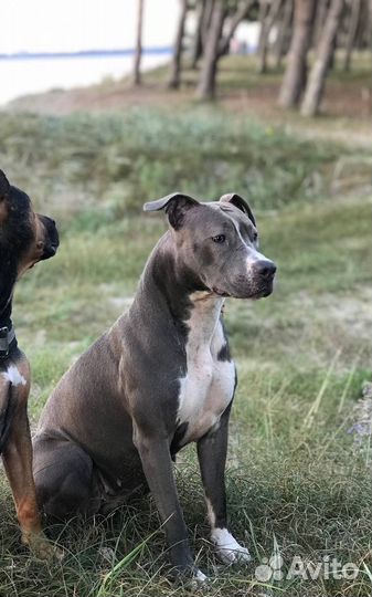 Щенки питбуля