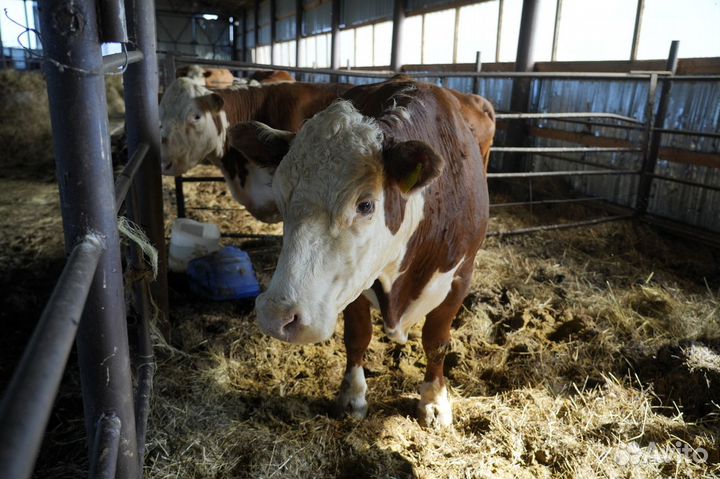 Коровы герефордской породы класса класса элита и э