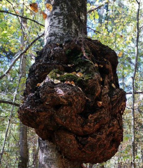 Сувель березы