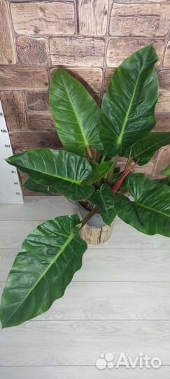 Филодендрон Мелинонии 21/80