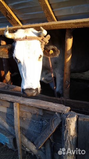 Корова дойная