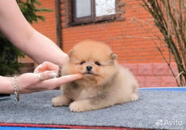 Рыжий мальчик