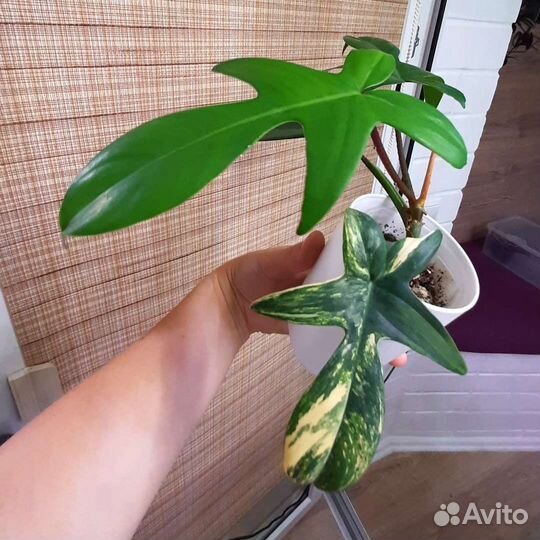 Ароидные часть 2