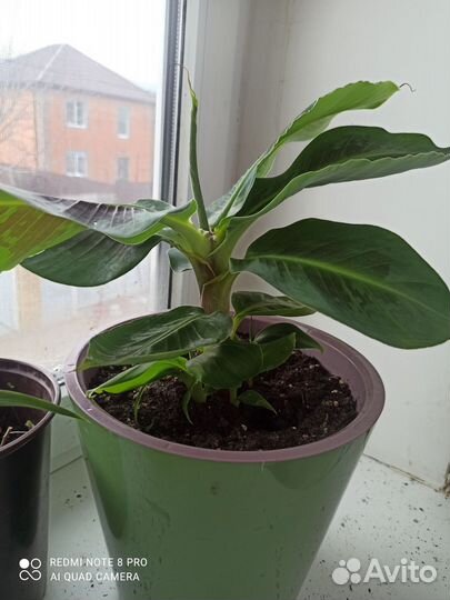 Комнатный банан (оригинальный подарок к 8 марта)