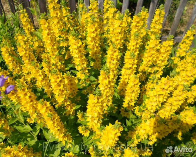 Камнеломка, птицемлечник, рябчик, бузульник, вербе