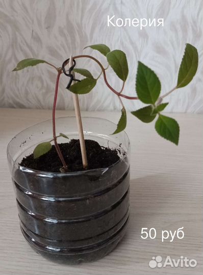 Комнатные растения 3