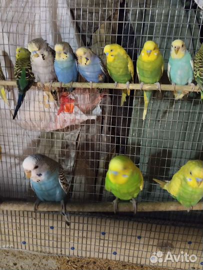 Волнистый попугай