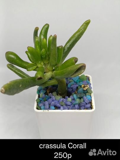 Суккуленты