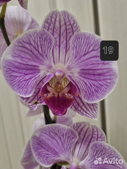 Орхидея фаленопсис