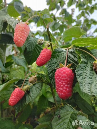 Клубника и малина, земляника