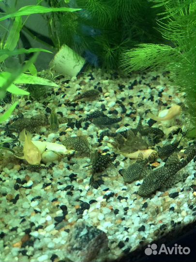 Рыбки сомики