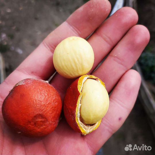 Цикас семена поникающий Саговник революта Семена