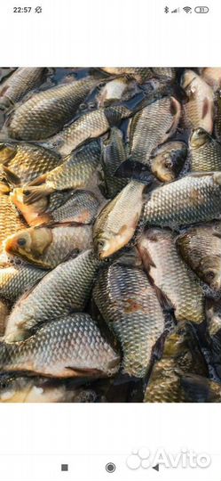 Речная рыба