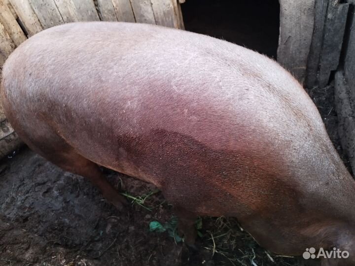 Телочка и свин