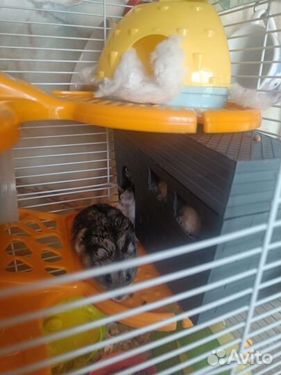 2 джунгарика