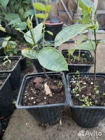 Папая, аннона