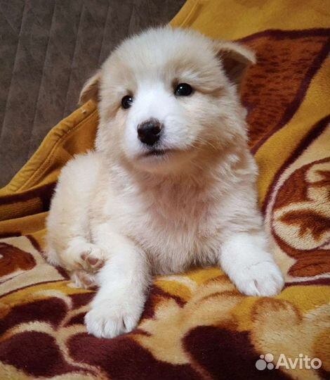 Малыши-1.5 мес