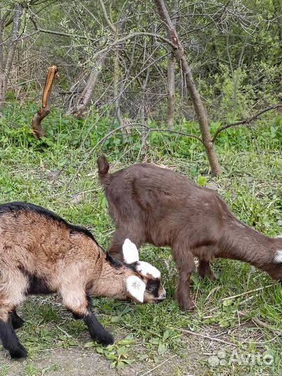 Нубийские козы