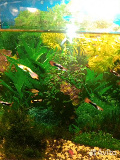 Рыбки гуппи