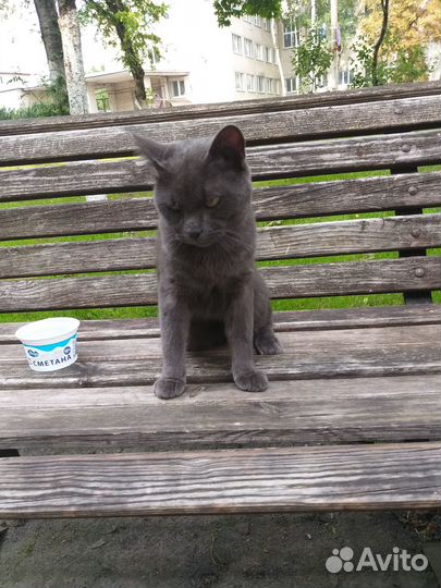 Кот ищет дом