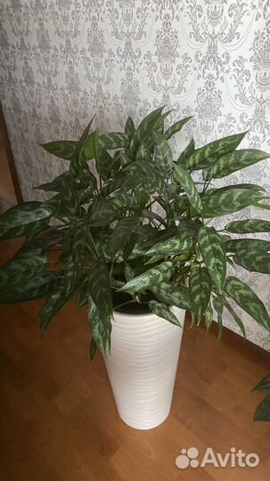 Комнатные растения цветы большие