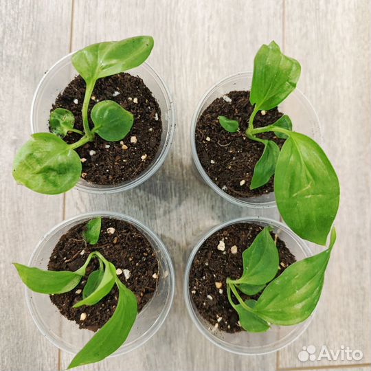 Спатифиллум