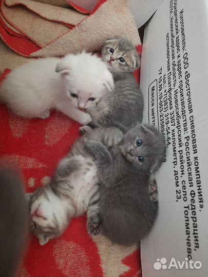 Отдам бесплатно