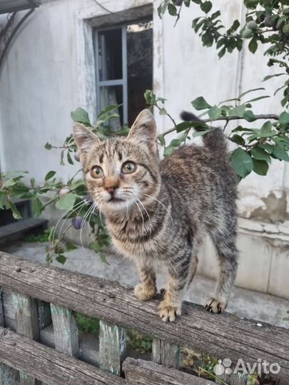 Кошечка в добрые руки