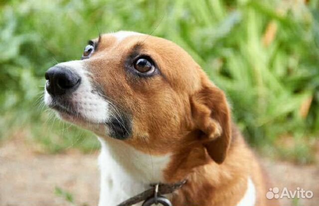 Ищу хозяев молодой собачке