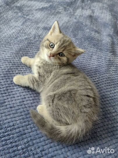 Британские котята