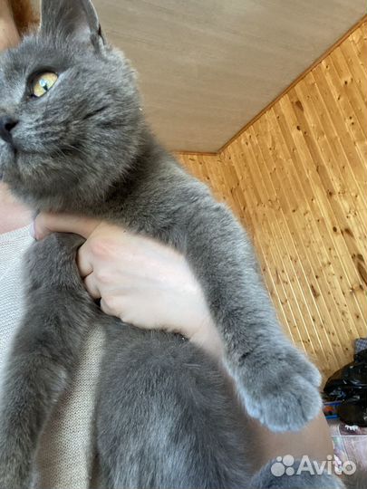 Отдается кошечка